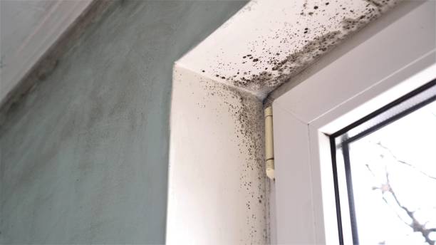 Best Attic Mold Removal  in Manatee Road, FL