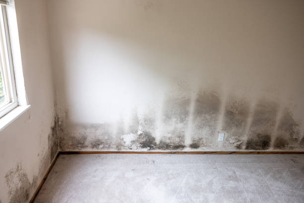 Environmental Consulting for Mold Prevention in Manatee Road, FL